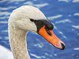 Mute Swan Portrait_28338